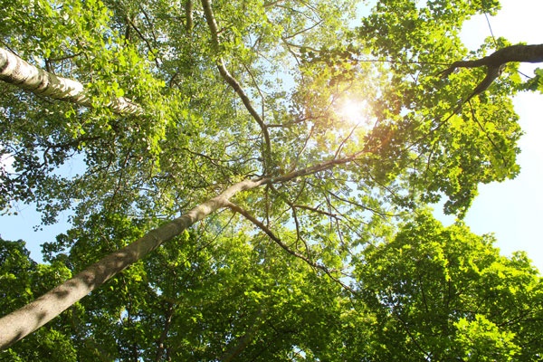 View of forest looking up into canopy