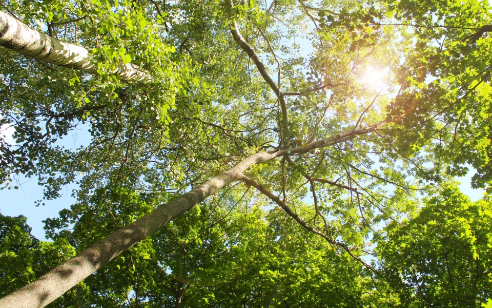 Looking up at a tree canopy